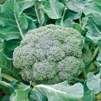 brocoli